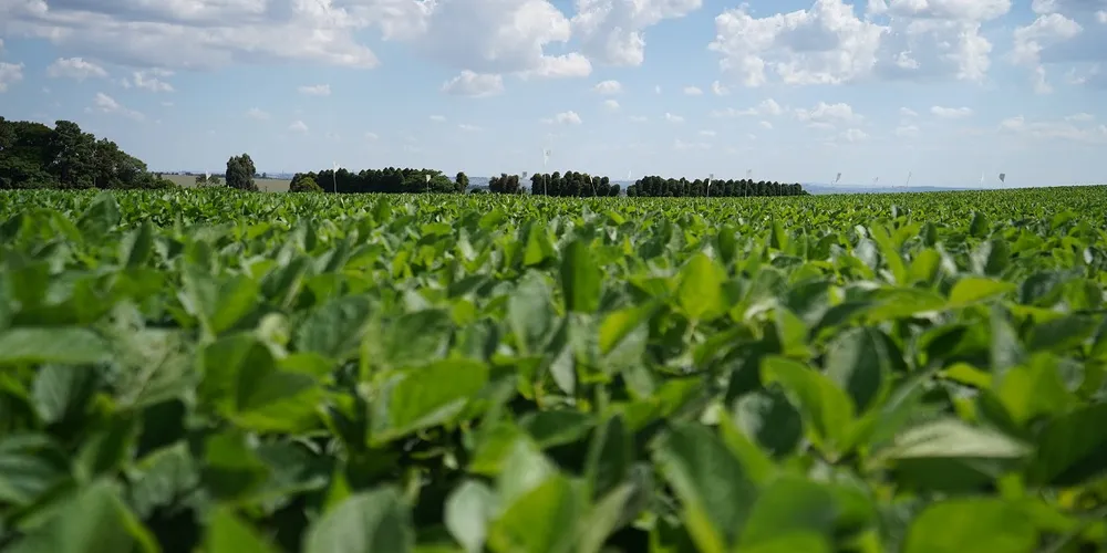 A média deve alcançar 69 sacas por hectare, número próximo das três últimas safras.