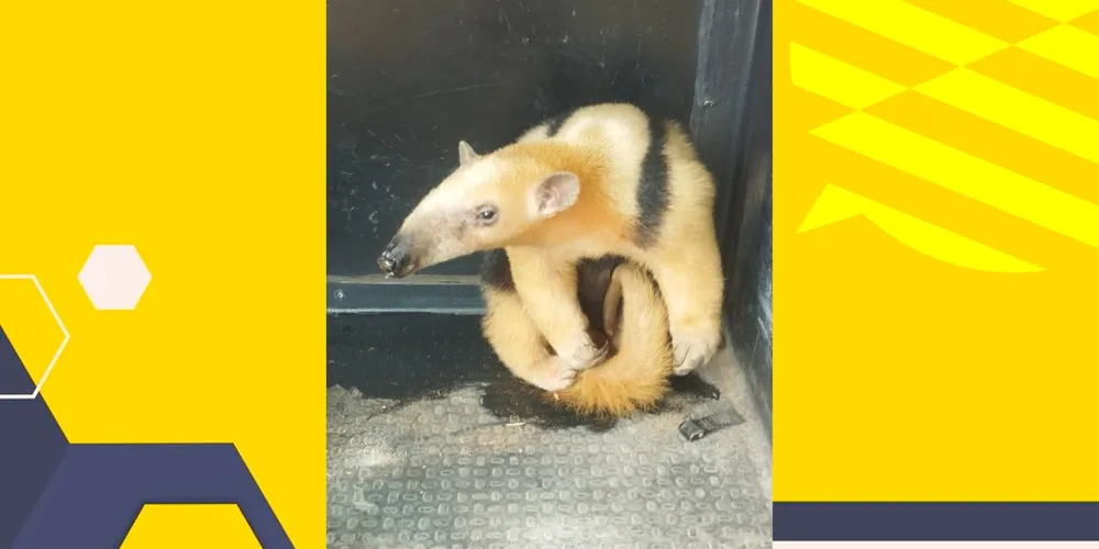 Apesar do susto, tamanduá não se machucou