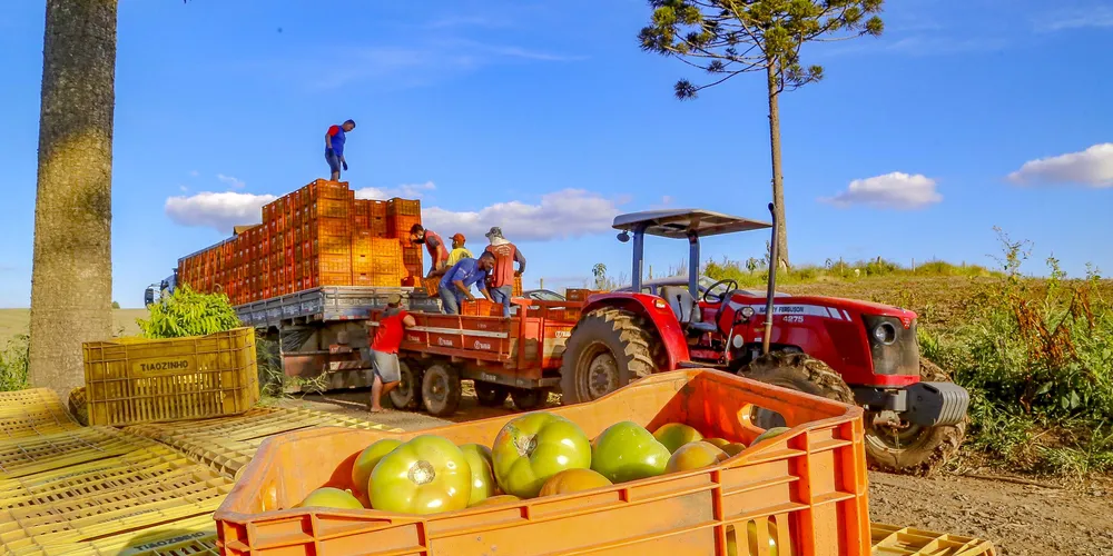 Preço do tomate cresceu 48,46% em setembro