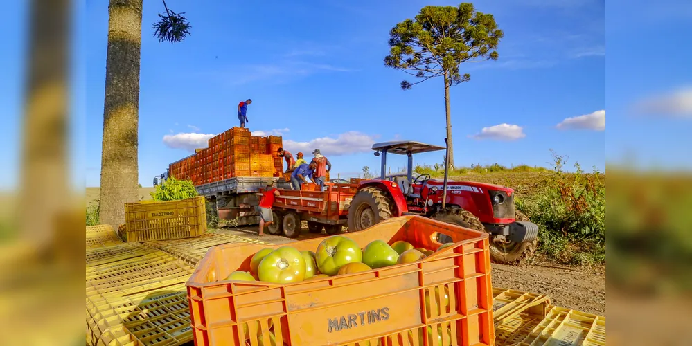 Preço do tomate cresceu 48,46% em setembro