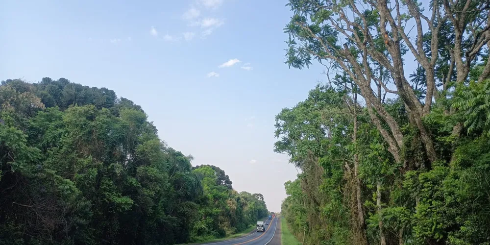 A atividade de poda de árvores será feita em dois períodos: das 09h às 11h30 e das 13h30 às 15h00