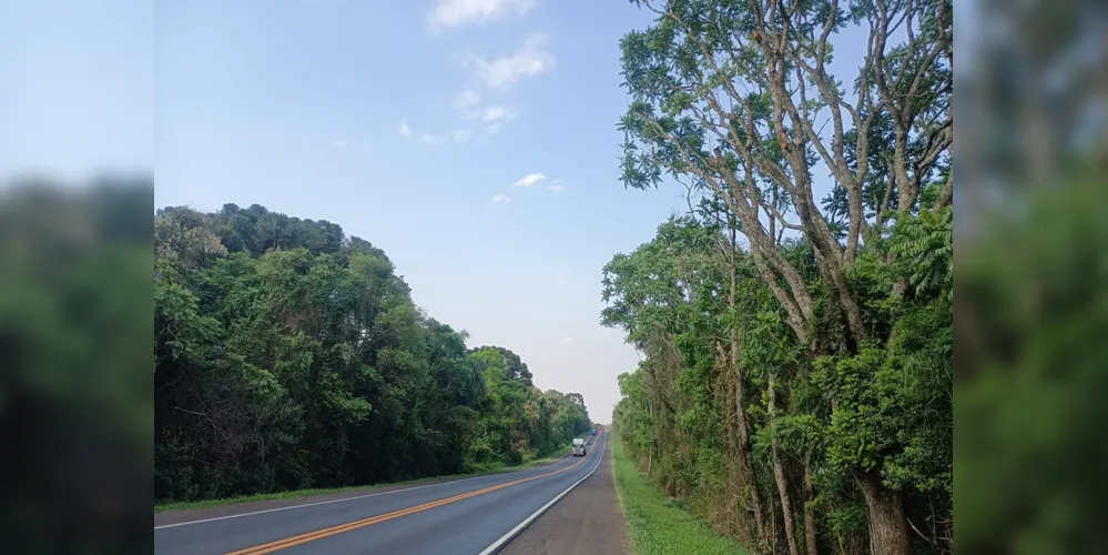 A atividade de poda de árvores será feita em dois períodos: das 09h às 11h30 e das 13h30 às 15h00