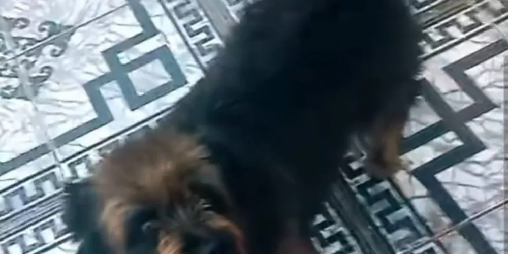 Nina desapareceu na região do Jardim Sabará