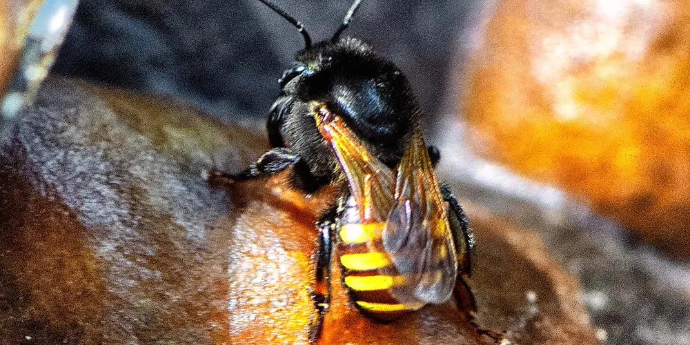 O projeto Poliniza Paraná conta com um exército de operárias