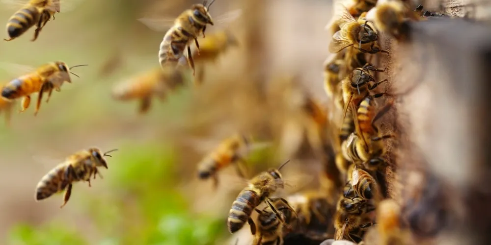 Estudantes foram ferroados diversas vezes