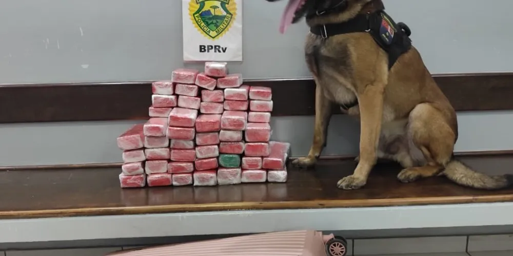 A ação contou com a equipe de Operações com Cães