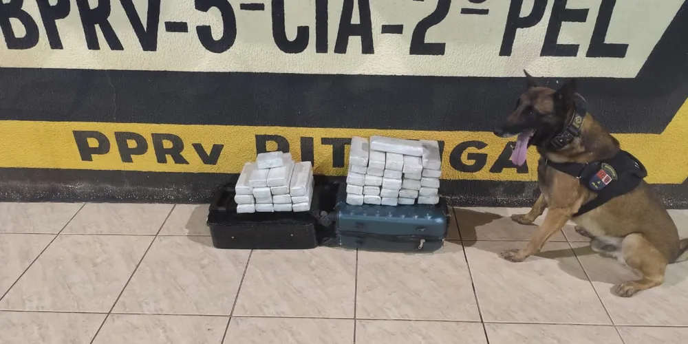 Polícia apreende 20 quilos de maconha em ônibus de passageiros