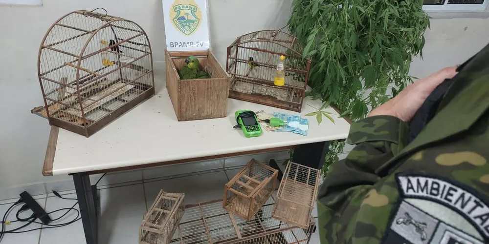 Denúncia leva PM a ponto de comércio ilícito de animais silvestres