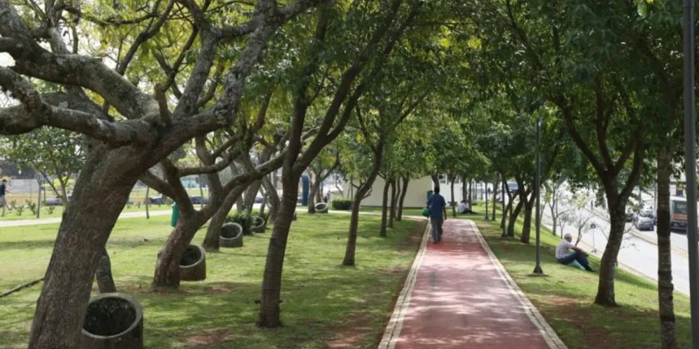 Com o plano de arborização, Ponta Grossa irá aumentar número de árvores até o final de 2025