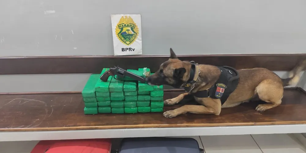 O cão de detecção de Maximus participou na busca realizada no bagageiro do ônibus, indicando a presença de entorpecentes em duas malas