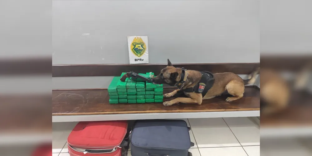 O cão de detecção de Maximus participou na busca realizada no bagageiro do ônibus, indicando a presença de entorpecentes em duas malas