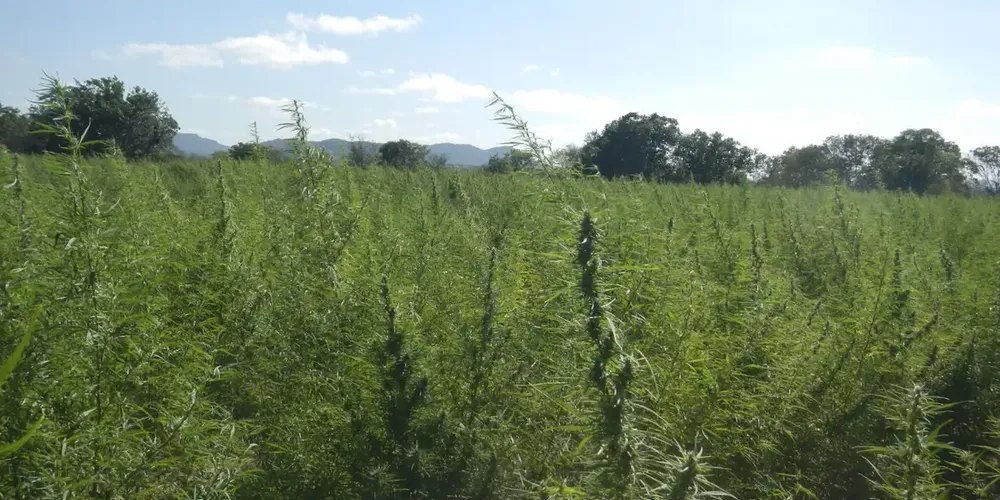 Há 205.159 presos acusados de crimes relacionados ao tráfico de drogas