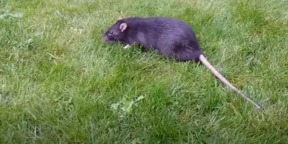 Apesar dos quatro meses de buscas, o rato ainda não foi capturado