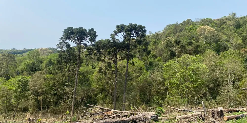 Houve o corte raso de espécimes nativas em uma área correspondente a 7,87 hectares.