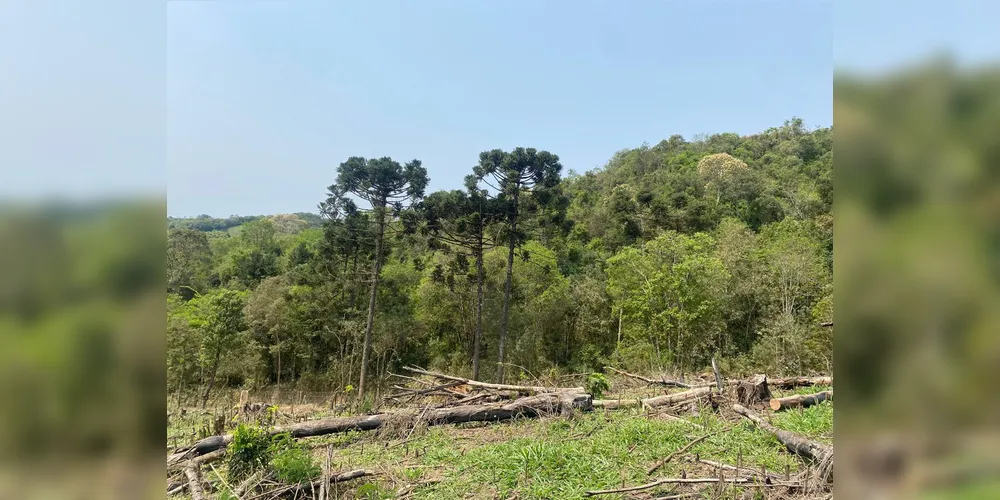 Houve o corte raso de espécimes nativas em uma área correspondente a 7,87 hectares.