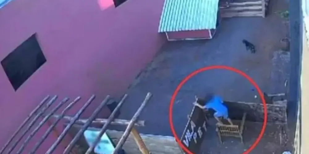 Criança invadiu local e matou 23 animais