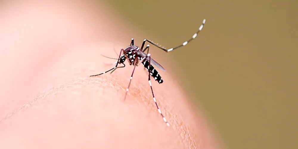 Não há óbitos em decorrência da dengue registrados até o momento
