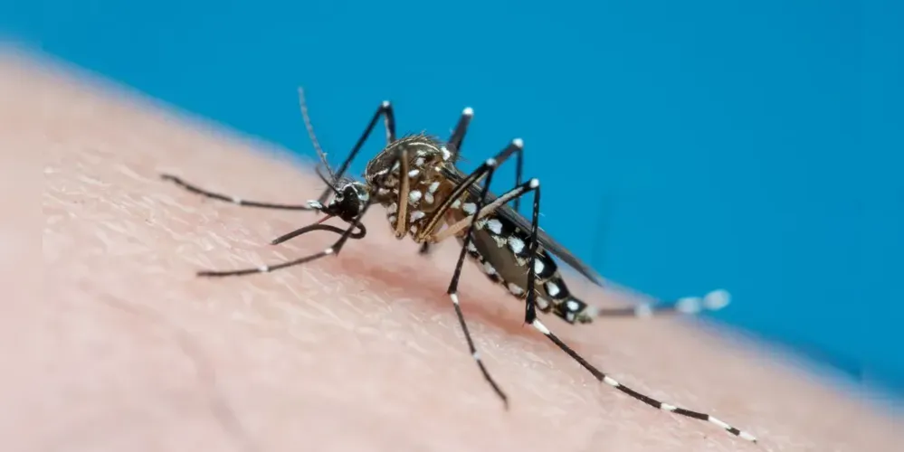 Não há óbitos em decorrência da dengue registrados até o momento