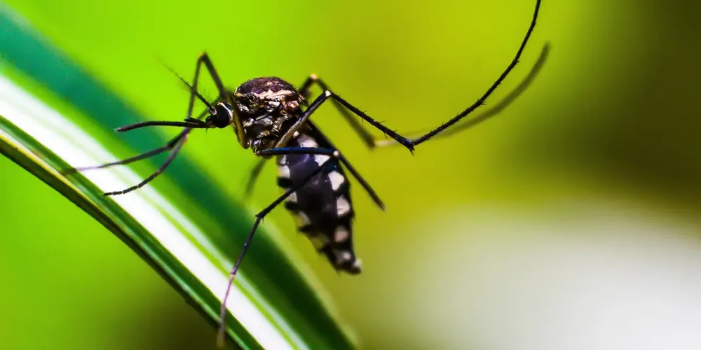 Não há óbitos em decorrência da dengue registrados na cidade até o momento