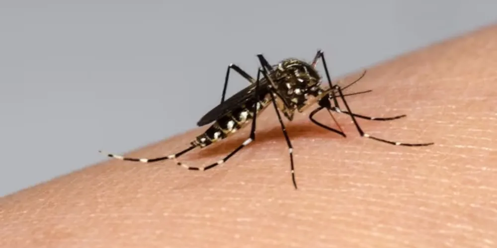 No último informe, divulgado pela Secretaria de Estado da Saúde (Sesa), a cidade teve duas novas confirmações