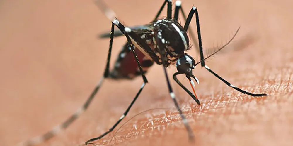 Com a circulação do sorotipo 3 do vírus da dengue, Paraná alerta para casos e cuidados