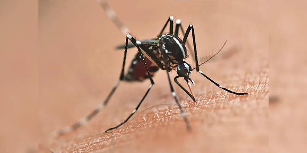 O resultado do exame retornou como positivo para dengue, sorotipo 3