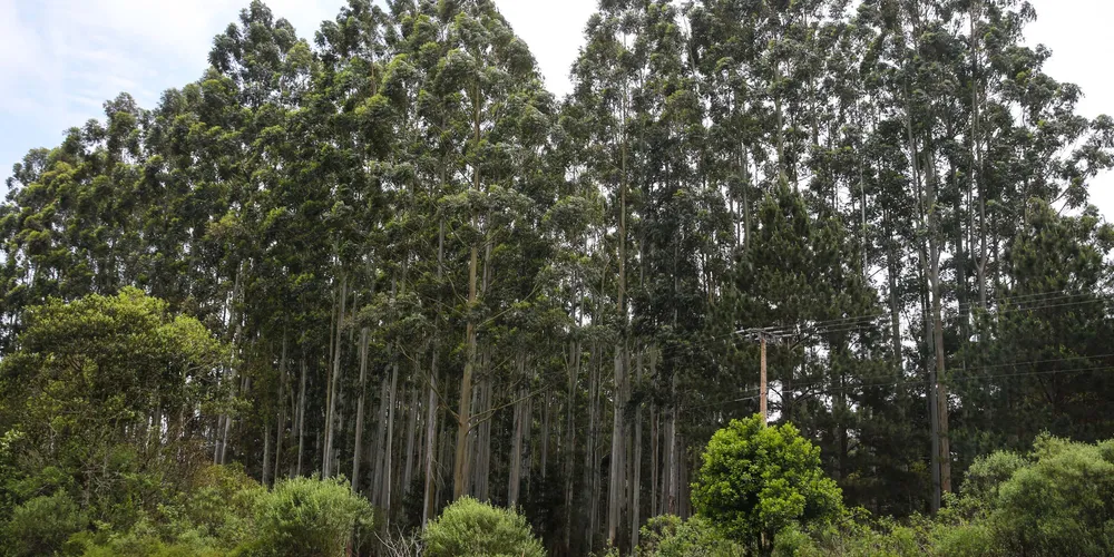 O Paraná é o principal produtor nacional de erva-mate