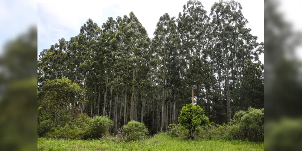 O Paraná é o principal produtor nacional de erva-mate