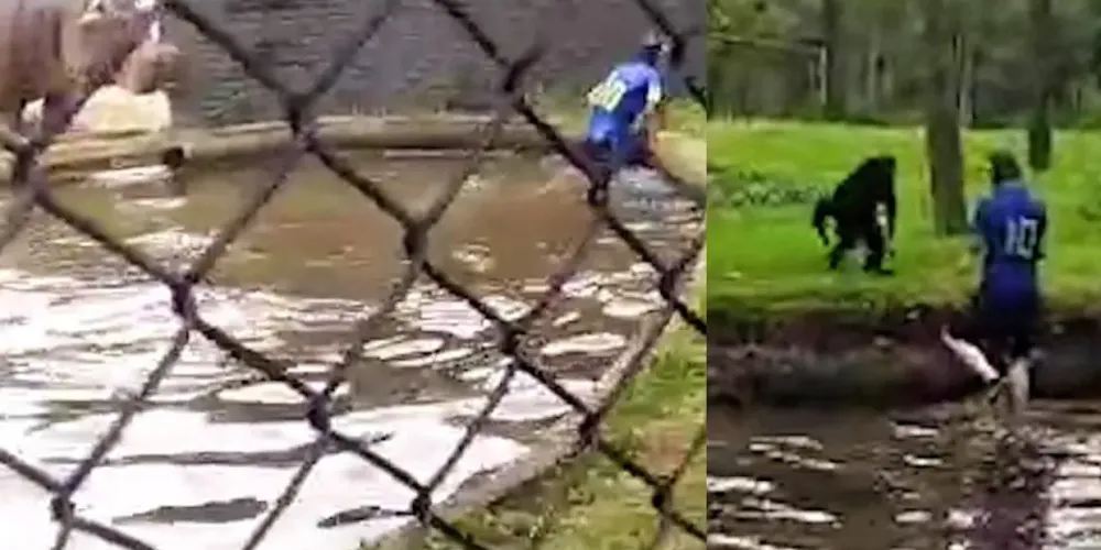 Nenhum animal do Zoo ficou ferido