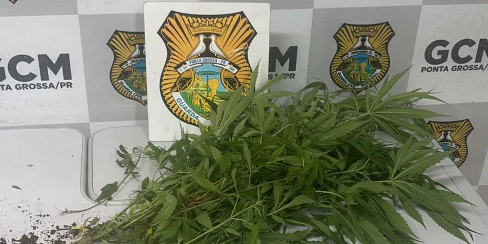 Guarda Municipal apreende 19 pés de maconha em Ponta Grossa
