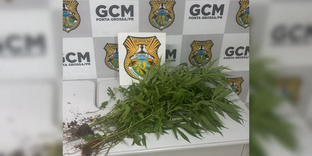 Guarda Municipal apreende 19 pés de maconha em Ponta Grossa