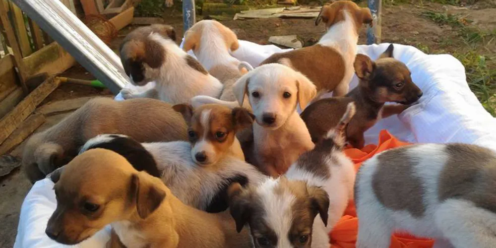 Nota Paraná entrega prêmios de R$ 5.000 para entidades de 21 cidades