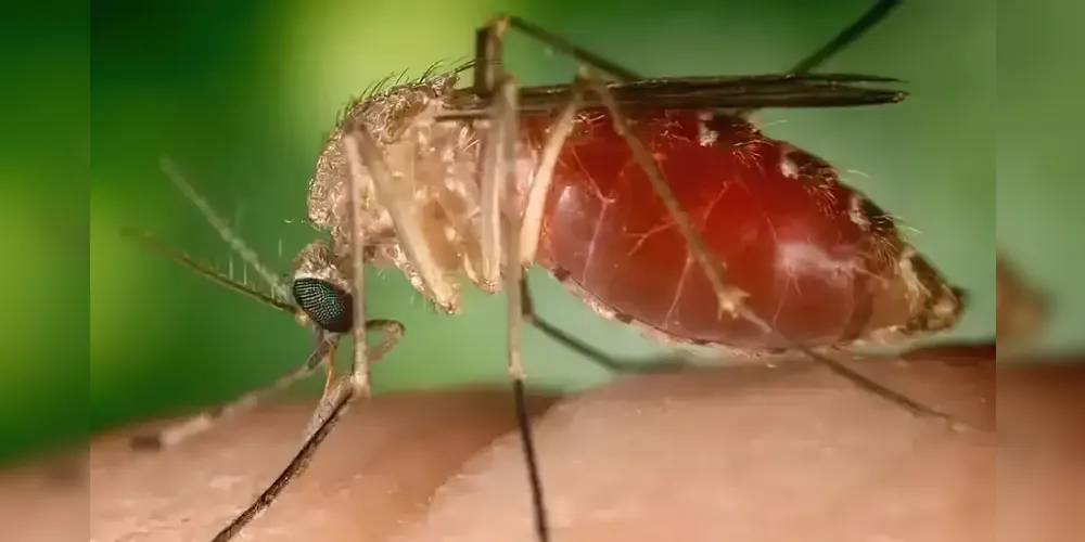 Surto recente de febre Oropouche foi causado por nova linhagem viral