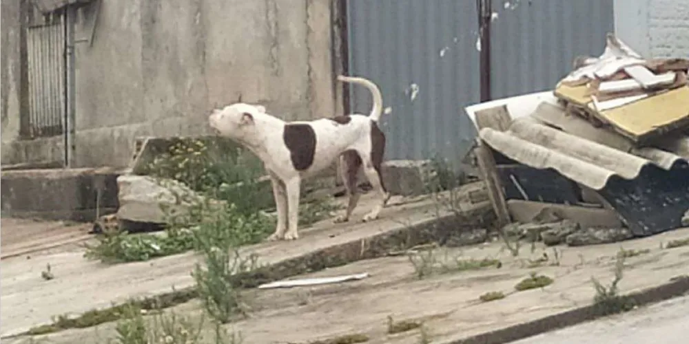Polícia identifica tutora de pit bull que atacou cão em Ponta Grossa