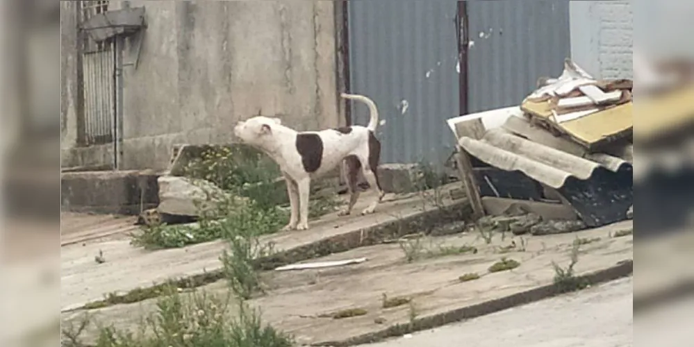 Polícia identifica tutora de pit bull que atacou cão em Ponta Grossa