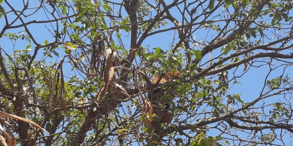 Também chamado de tamanduá-de-colete devido à coloração amarela, o animal é bastante comum na região
