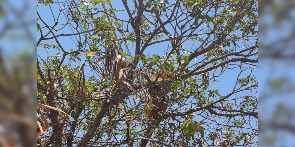 Também chamado de tamanduá-de-colete devido à coloração amarela, o animal é bastante comum na região