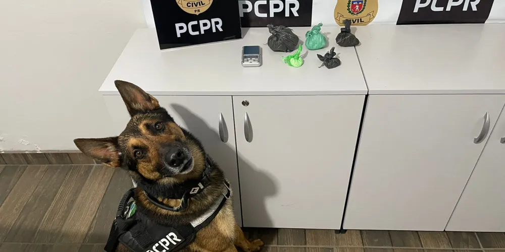 A PCPR pede o apoio da população para denúncias que auxiliem na investigação de delitos de tráfico de drogas