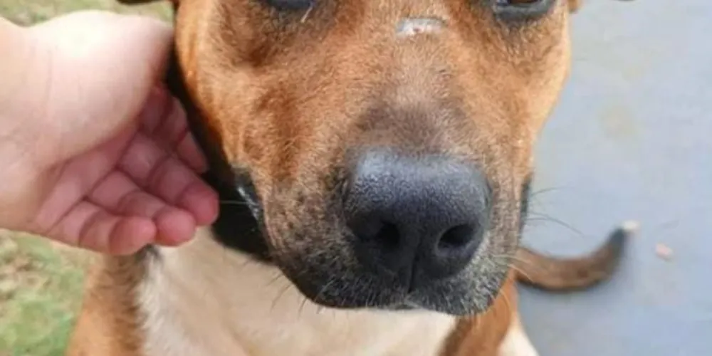 Animal sumiu na região do Uvaranas