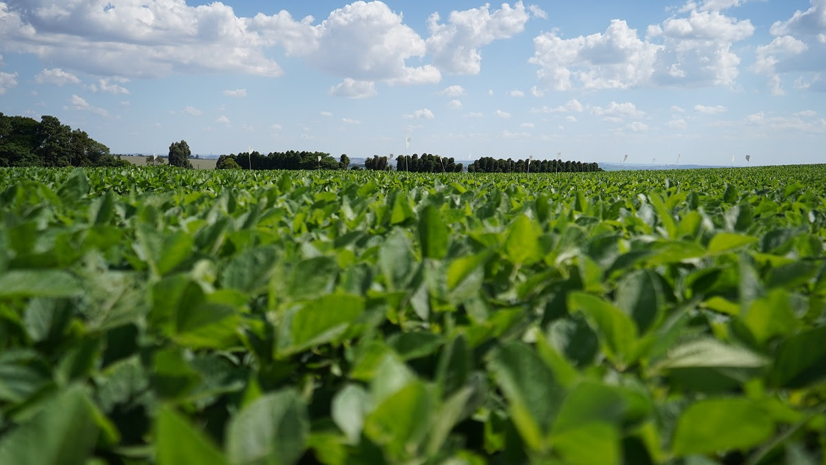 A média deve alcançar 69 sacas por hectare, número próximo das três últimas safras.