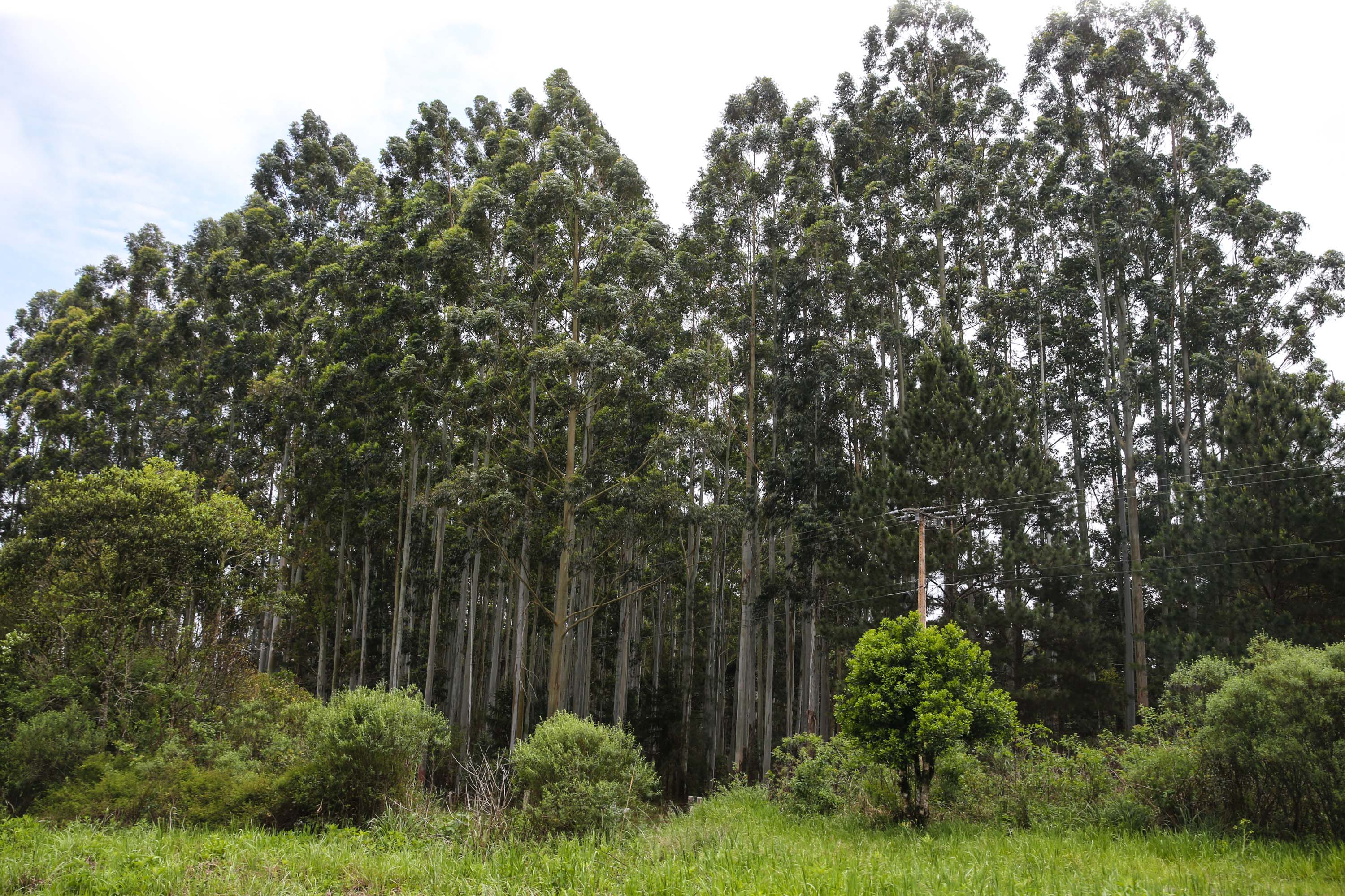 O Paraná é o principal produtor nacional de erva-mate