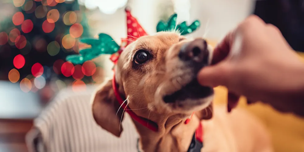 O costume de oferecer os restos da mesa pode resultar em sérios problemas de saúde e até o levar a morte