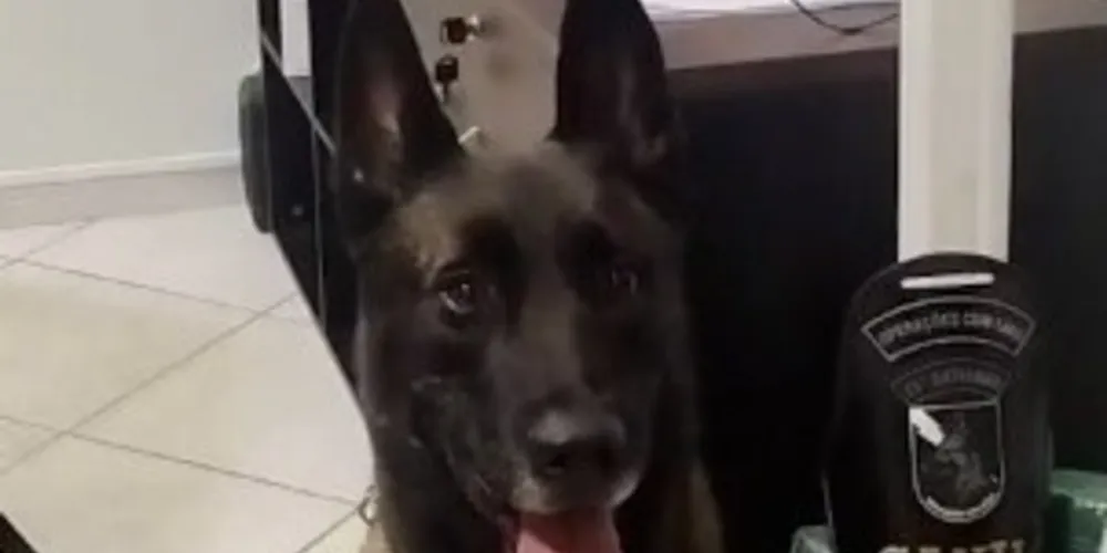 O animal localizou os ilícitos dentro de uma mala vermelha dentro do compartimento de bagagens