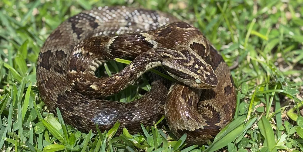 Para evitar acidentes com animais como cobras, escorpiões, aranhas e lagartas, a Sesa recomenda a adoção de medidas simples, mas fundamentais