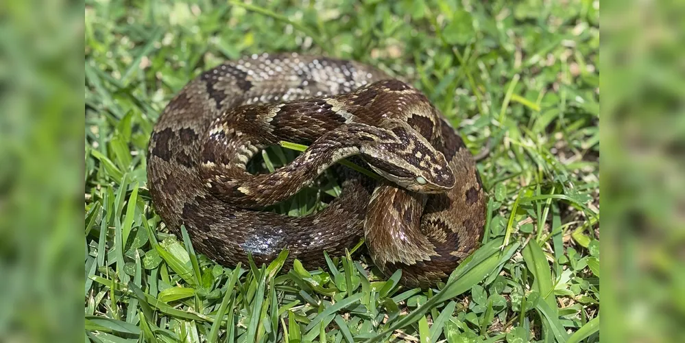 Para evitar acidentes com animais como cobras, escorpiões, aranhas e lagartas, a Sesa recomenda a adoção de medidas simples, mas fundamentais