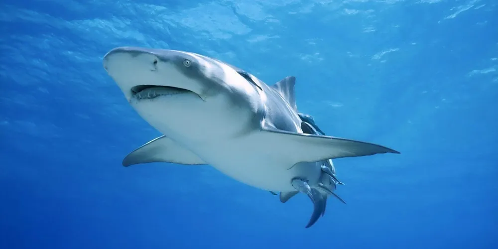 A espécie suspeita do ataque seria o tubarão-touro