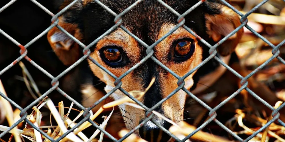 Cachorro seria encaminhado para avaliação médica, mas não resistiu