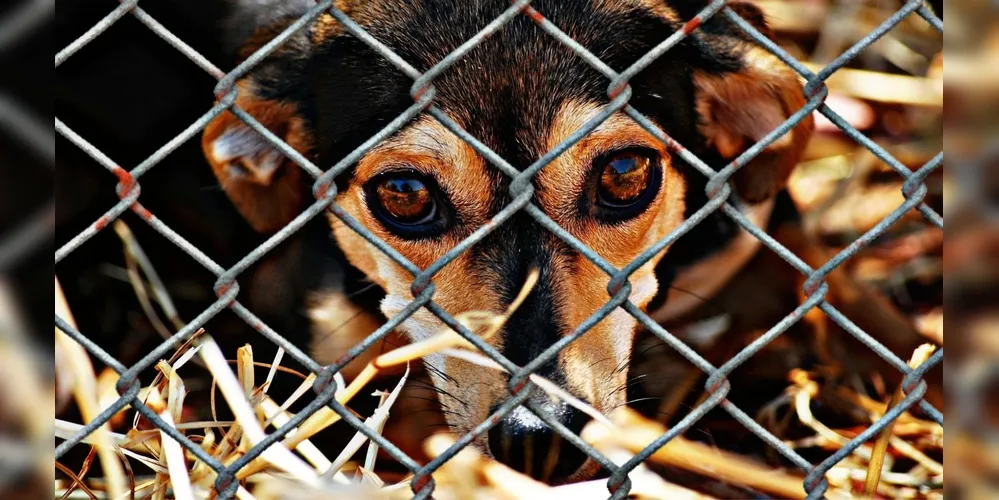 Cachorro seria encaminhado para avaliação médica, mas não resistiu