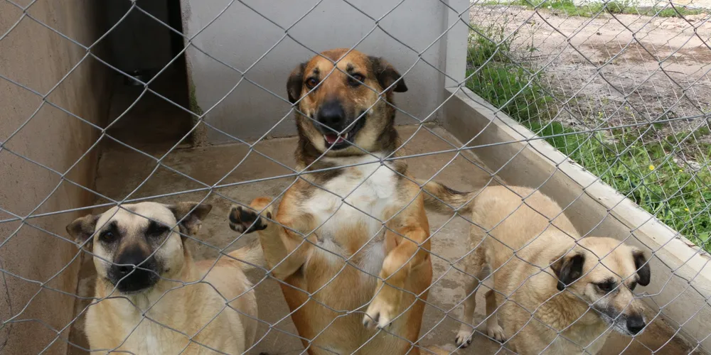 Pelo menos 40 cães já estão castrados e vacinados