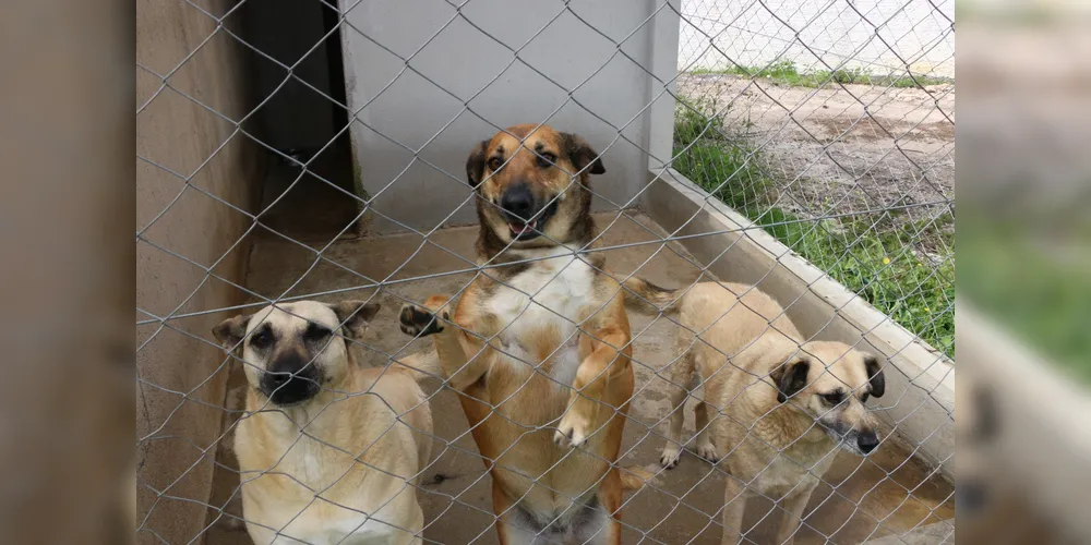 Pelo menos 40 cães já estão castrados e vacinados